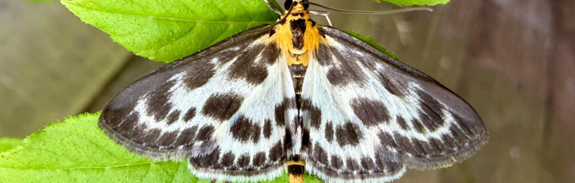 Marvellous moth reveal in the Heavens Valley