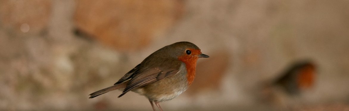 Robin on a wall