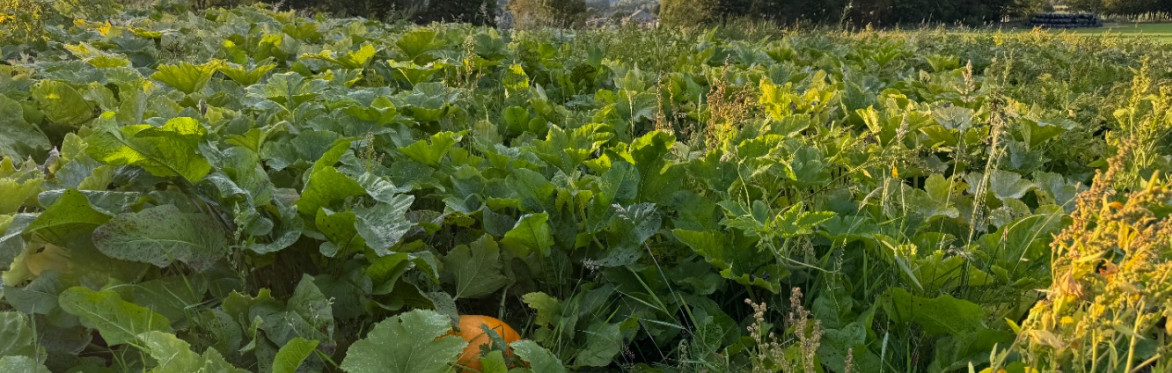 Pumpkins growing in the field at Cultybraggan Farm. The comrie hills are in the distance.