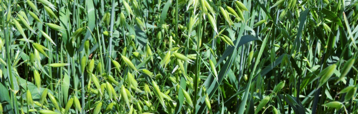 Cover Crops: Myths and Challenges with Jake Munroe
