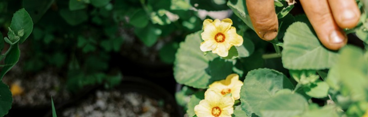 Native Plant Propagation Class: Dry Forest Species