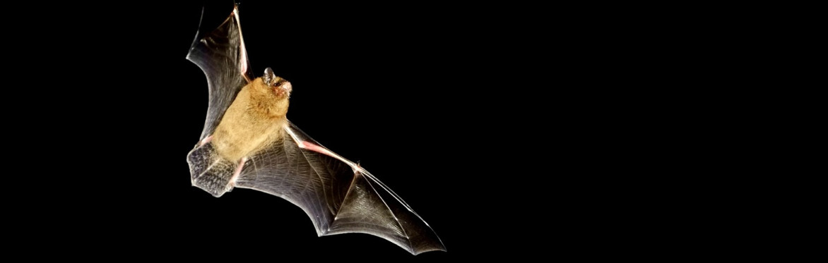Sunset bat walk in the Heavens Valley