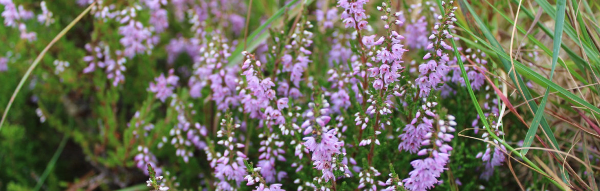 Primary School Peatland Day at Glenveagh National Park