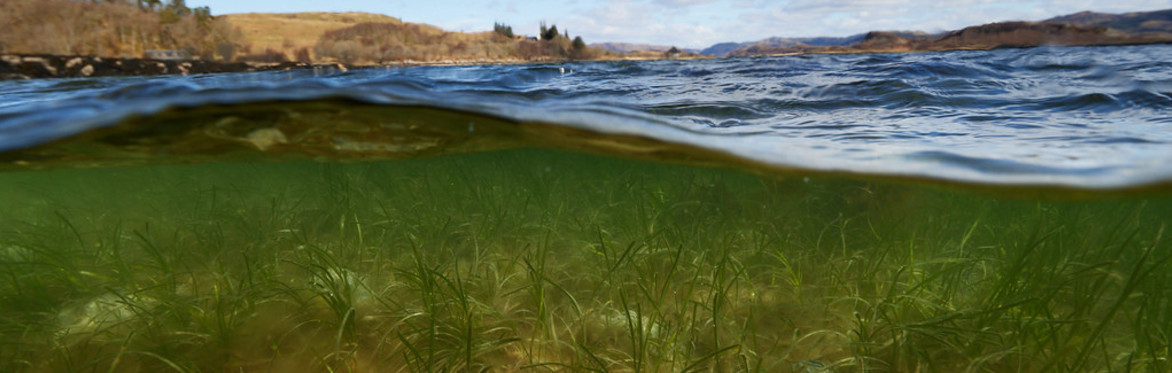 There is seagrass in Findhorn Bay