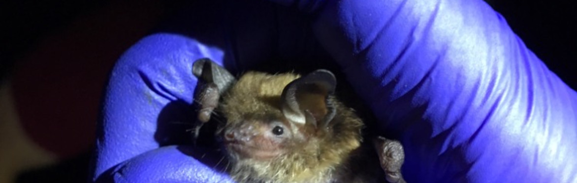 Creatures of the Night: Conservation and Recovery of Vermont’s Bats