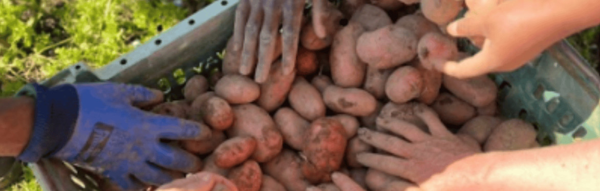 Growing inclusion in your CSA through twinning