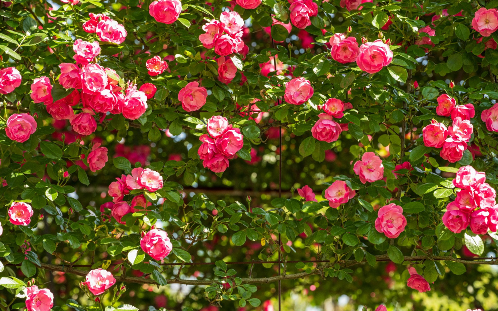 A visit to Moorwood: National Collection of Rambler Roses