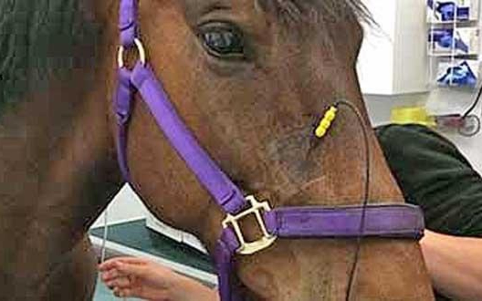 Headshaking in Horses - Virtual Evening Talk with Veronica Roberts
