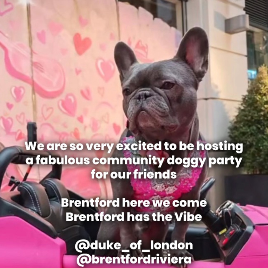 Community Dog party to the pups and their families