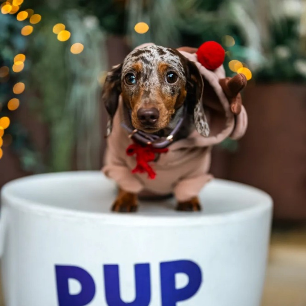 Dachshund Cafe Christmas - Durham