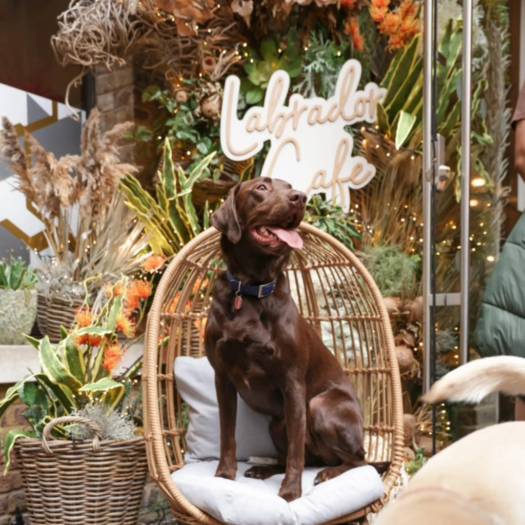 Labrador Cafe at Down Hall Essex