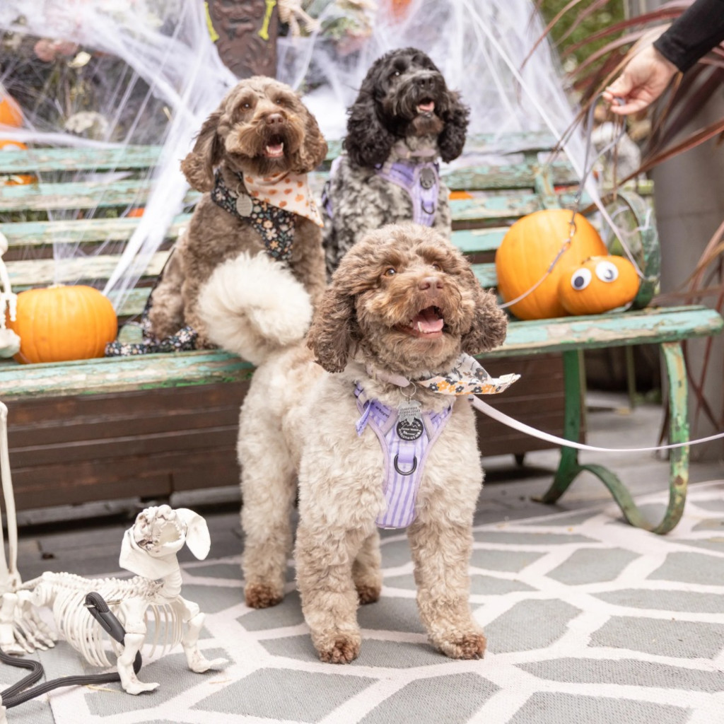 BUY TICKETS NOW – Cockapoo Cafe Halloween - London – Devonshire Terrace