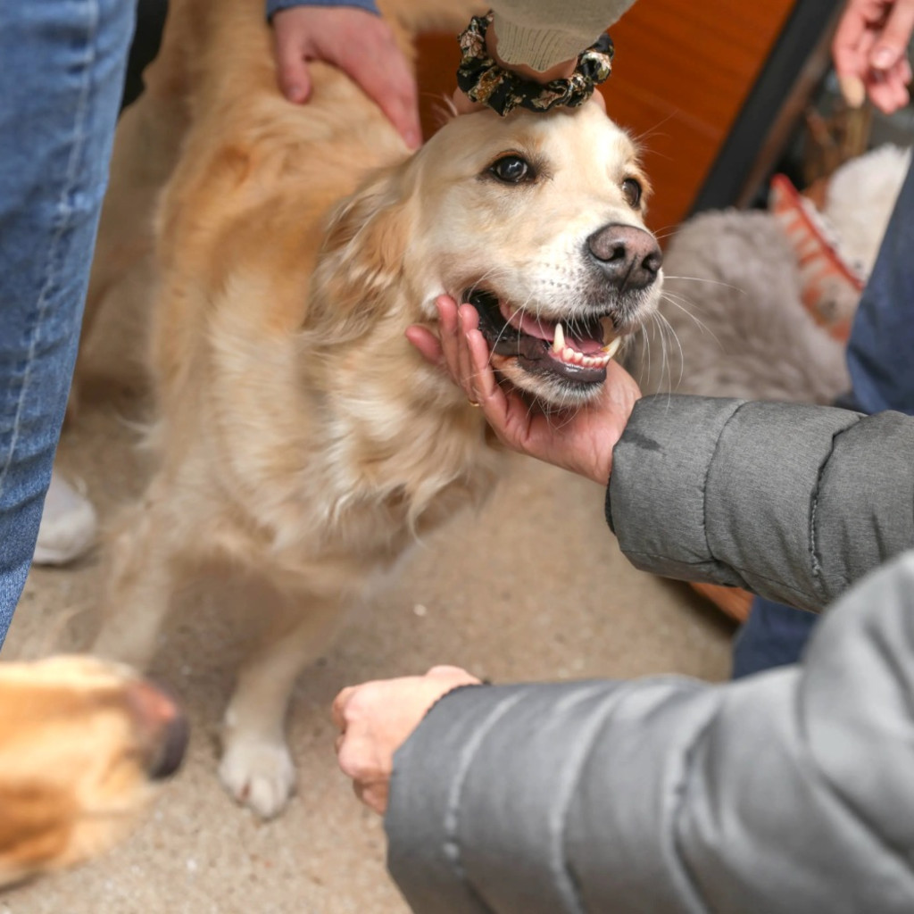 Golden Retriever Cafe - Liverpool