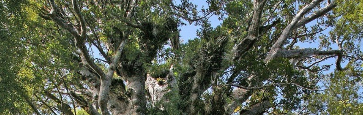 a large Kauri tree