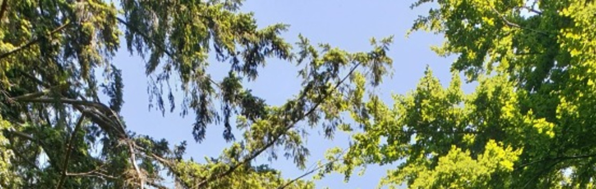 Green leaves against a blue sky