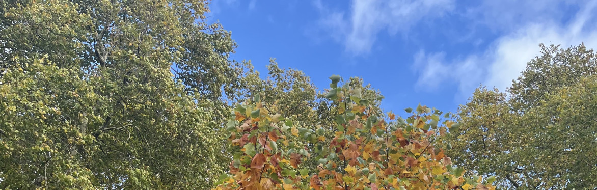 a small tree whose leaves have turned orange and yellow is in front of plane trees whose leaves are still green.
