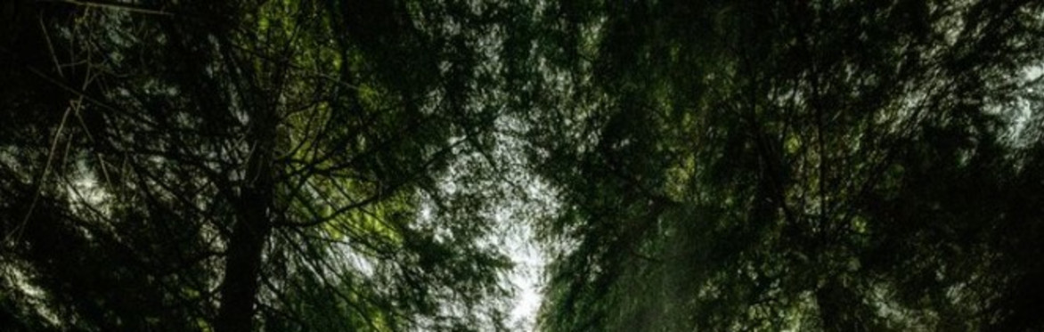 Singles Hike for Muslims - EPPING FOREST