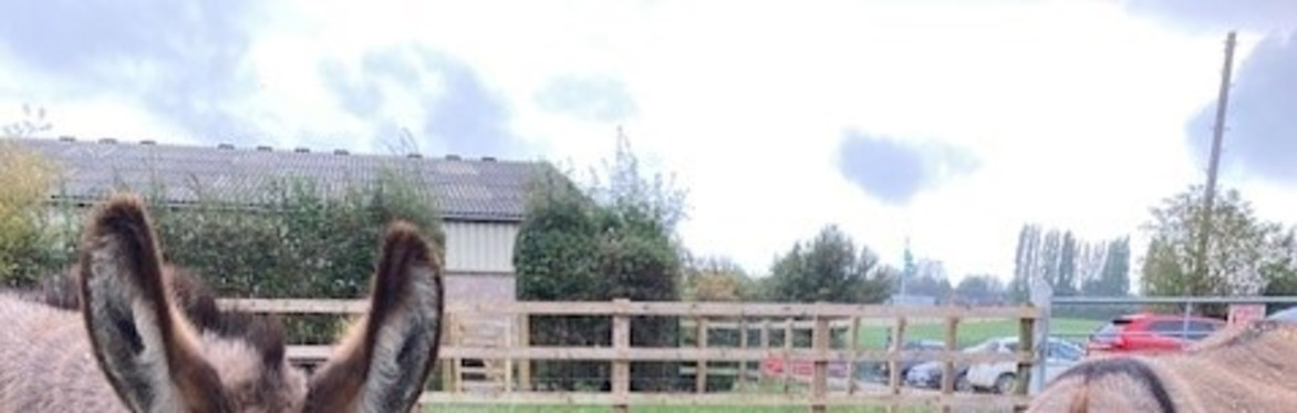 Donkey taster session