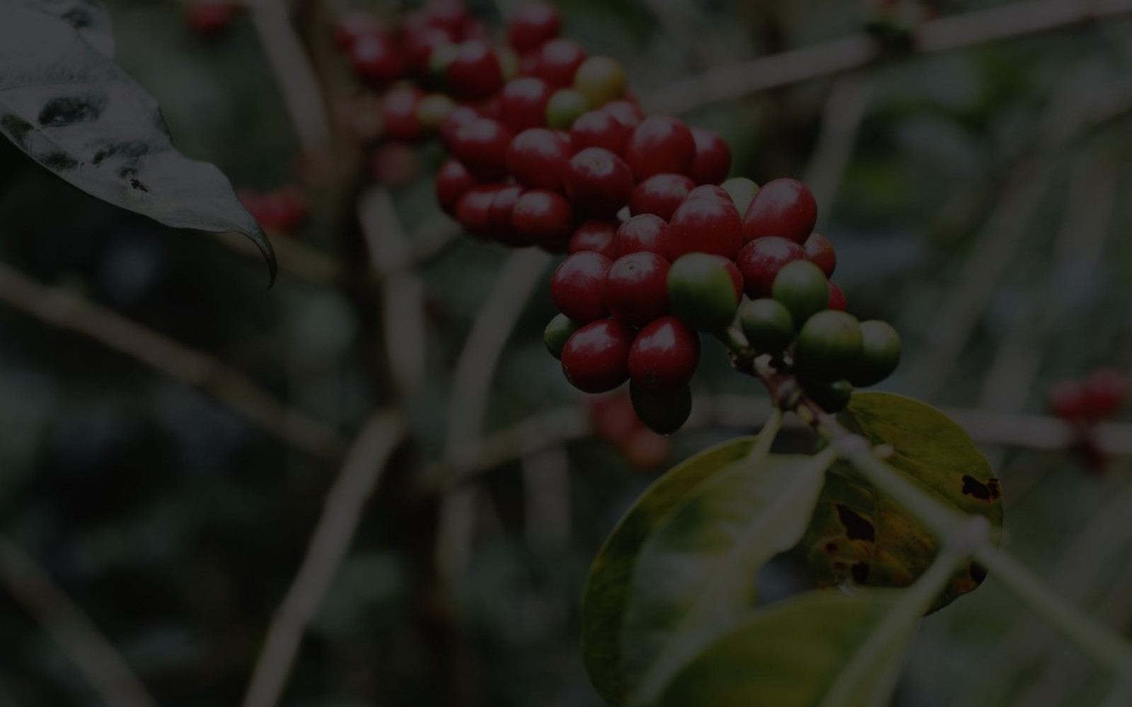 Coffee Plant ready to be picked