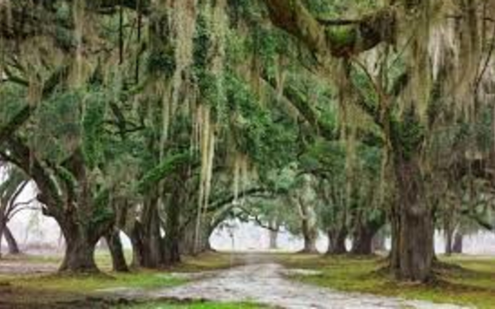Lineage Awakening Experience -Ancestral Healing Experience