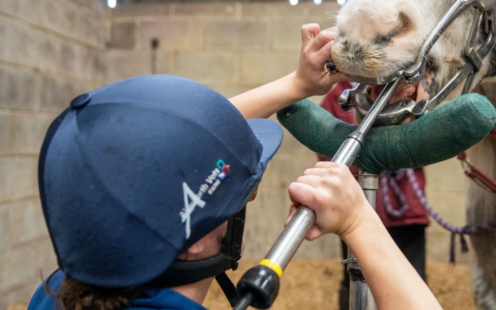 Equine First Aid and Dentistry Vet Talk