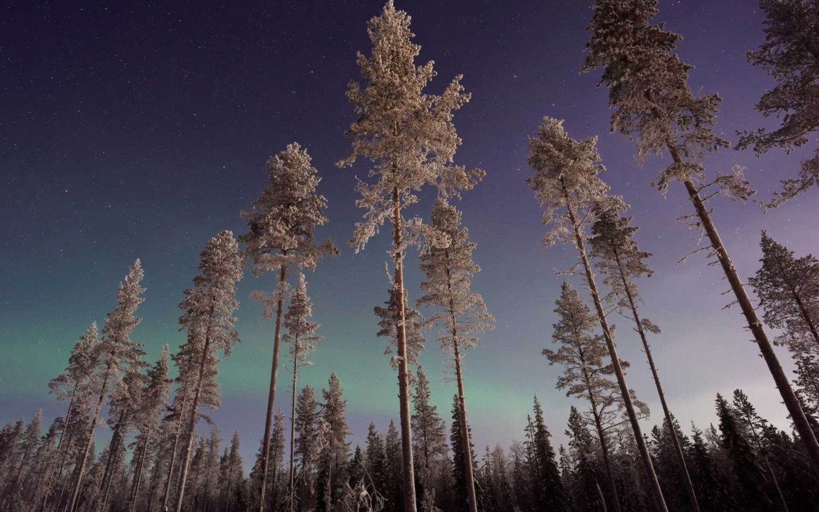 Pine trees in Finland, covered in snow in front of the northern lights.