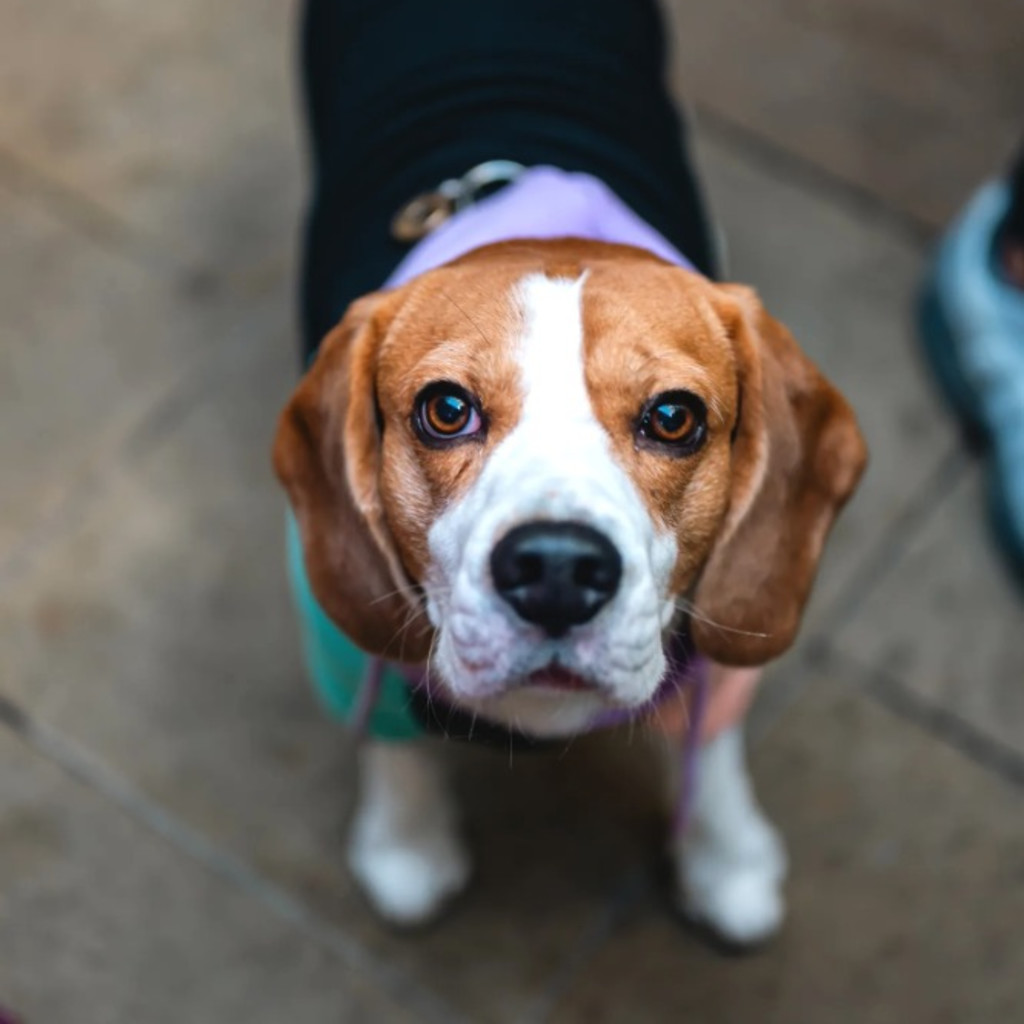 Beagle Cafe Halloween - Oxford