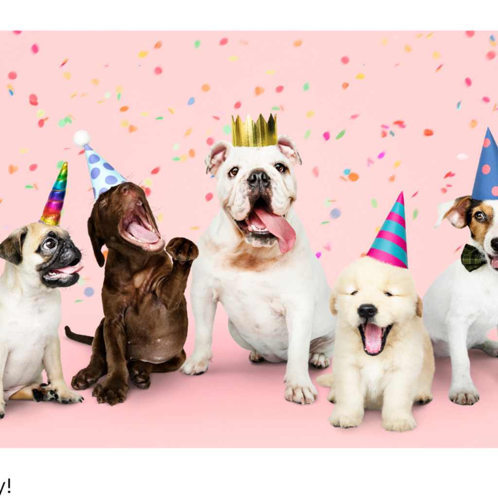 Party Animal Celebration