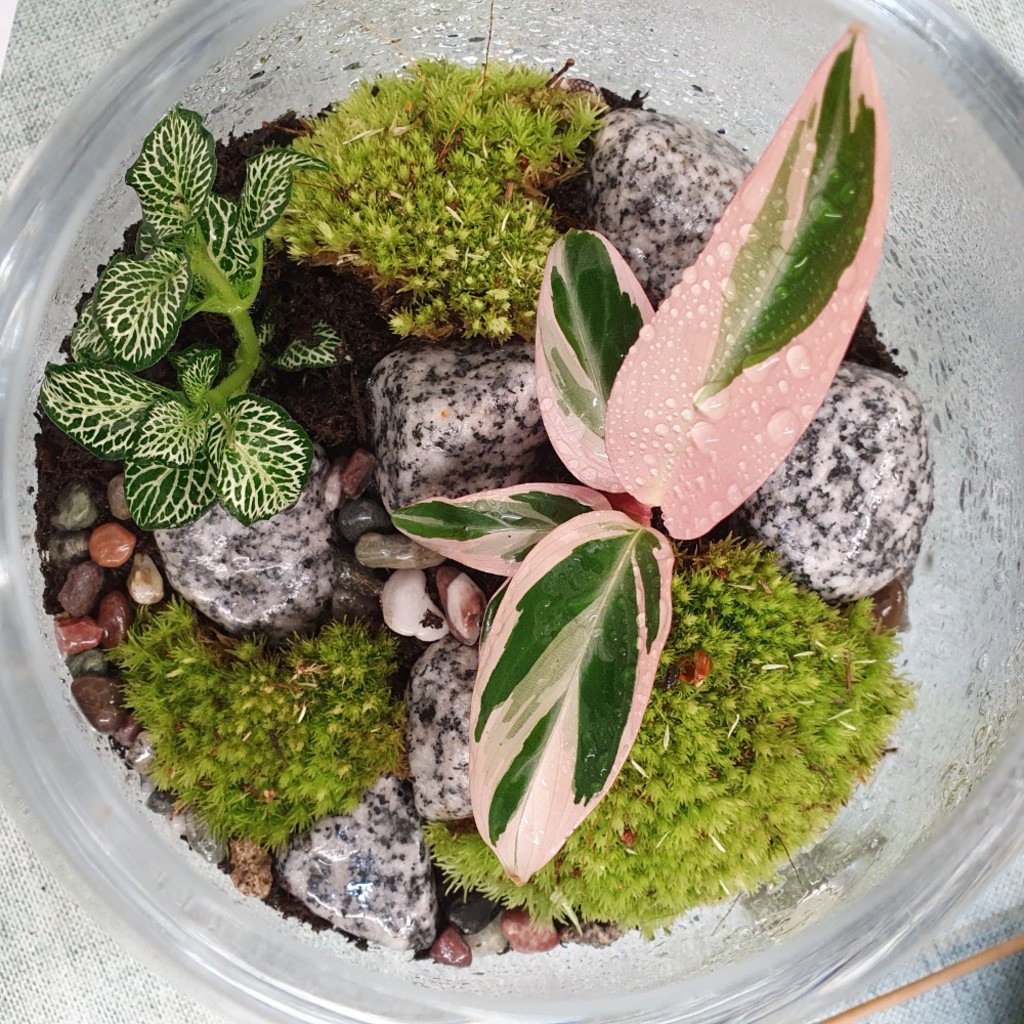 Classic Terrarium Workshop