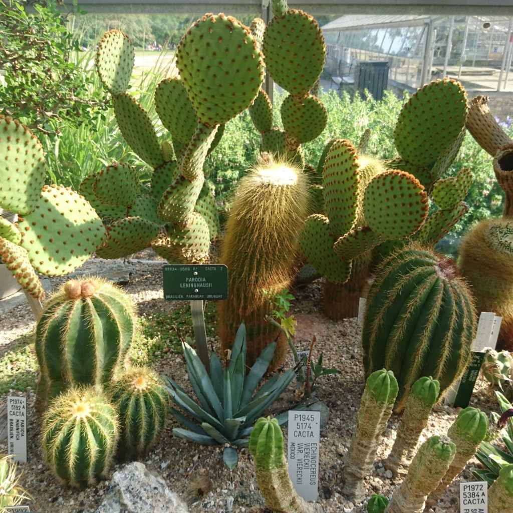 Cacti & Succulent Terrarium Workshop