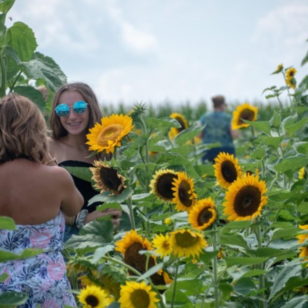 Photographer Sunflower Sessions 2026