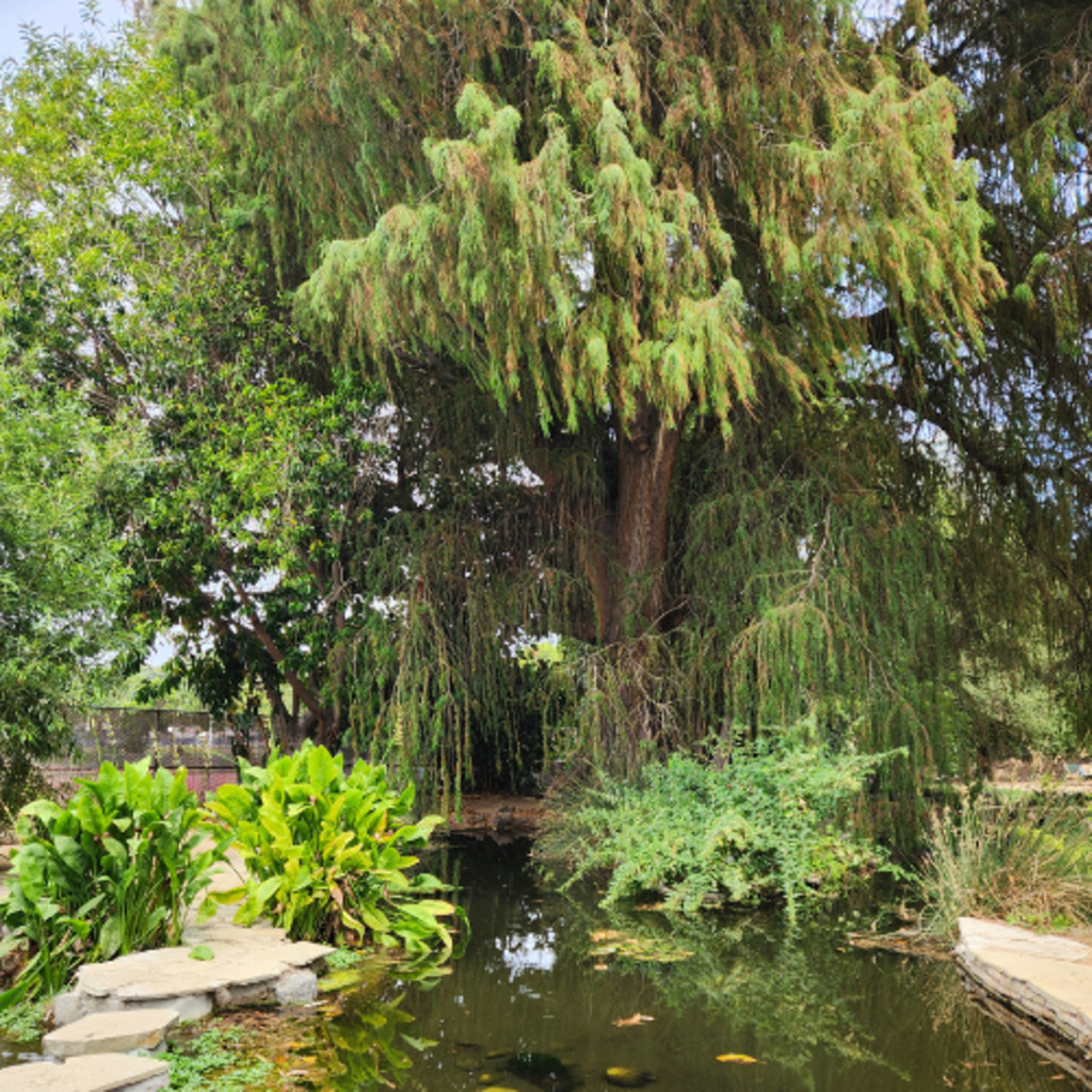 Before it was LA: A Morning at Kuruvungna Village Springs