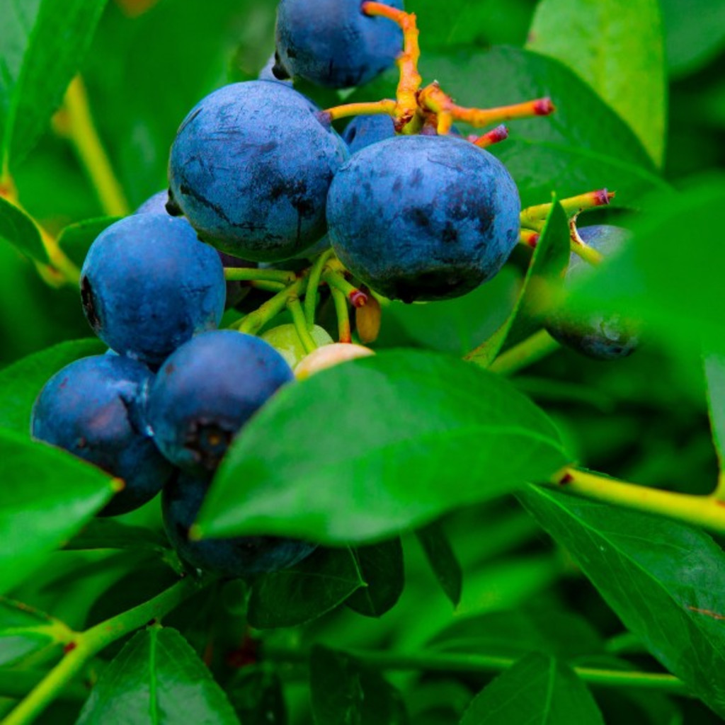 Beautiful, ripe organic blueberries at Kate's Berry Best farm