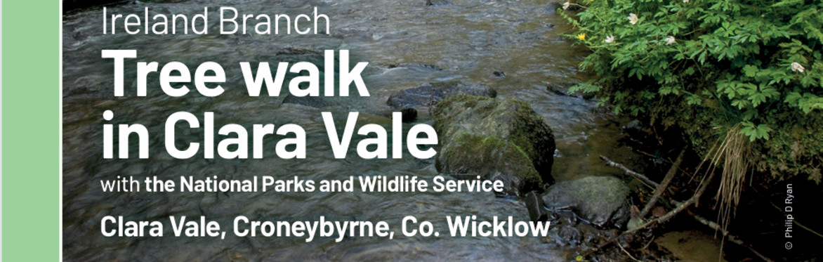 Tree Walk in Clara Vale