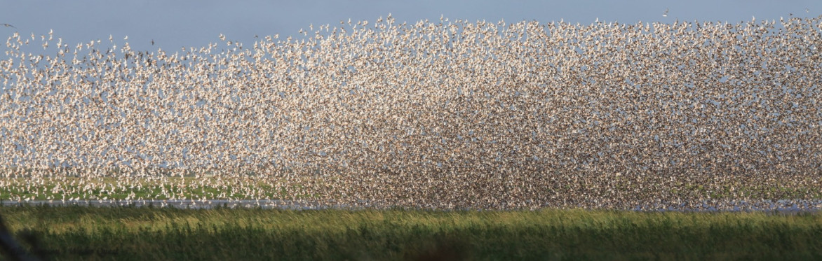 Wader Quest 2026 Webinar Series - 1