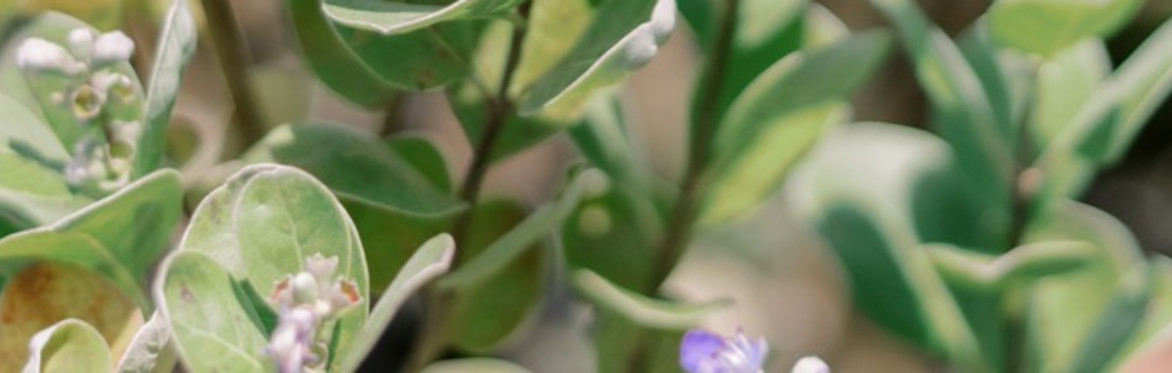 Native Plant Propagation Class: Coastal Species