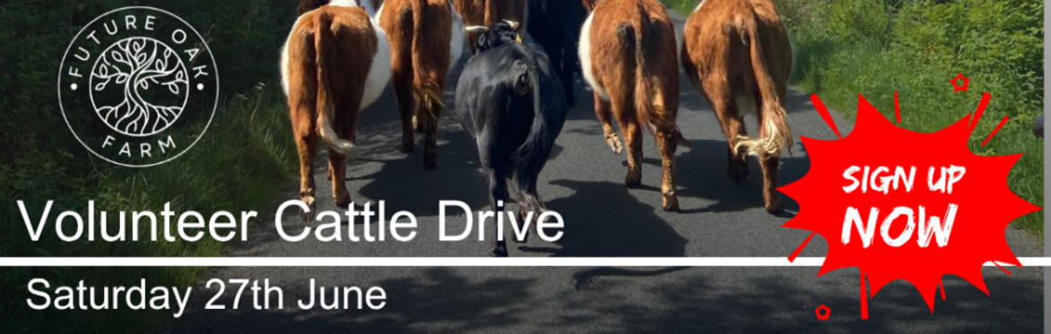 Volunteer Cattle Drive - To the Uplands and Beyond