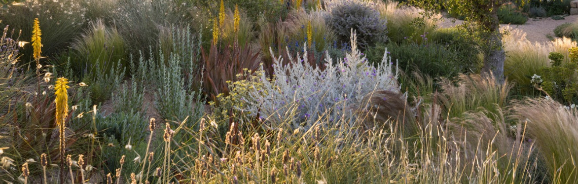 Working With Drought: Planting For Changing Climates hosted by Tom Stuart-Smith Studio