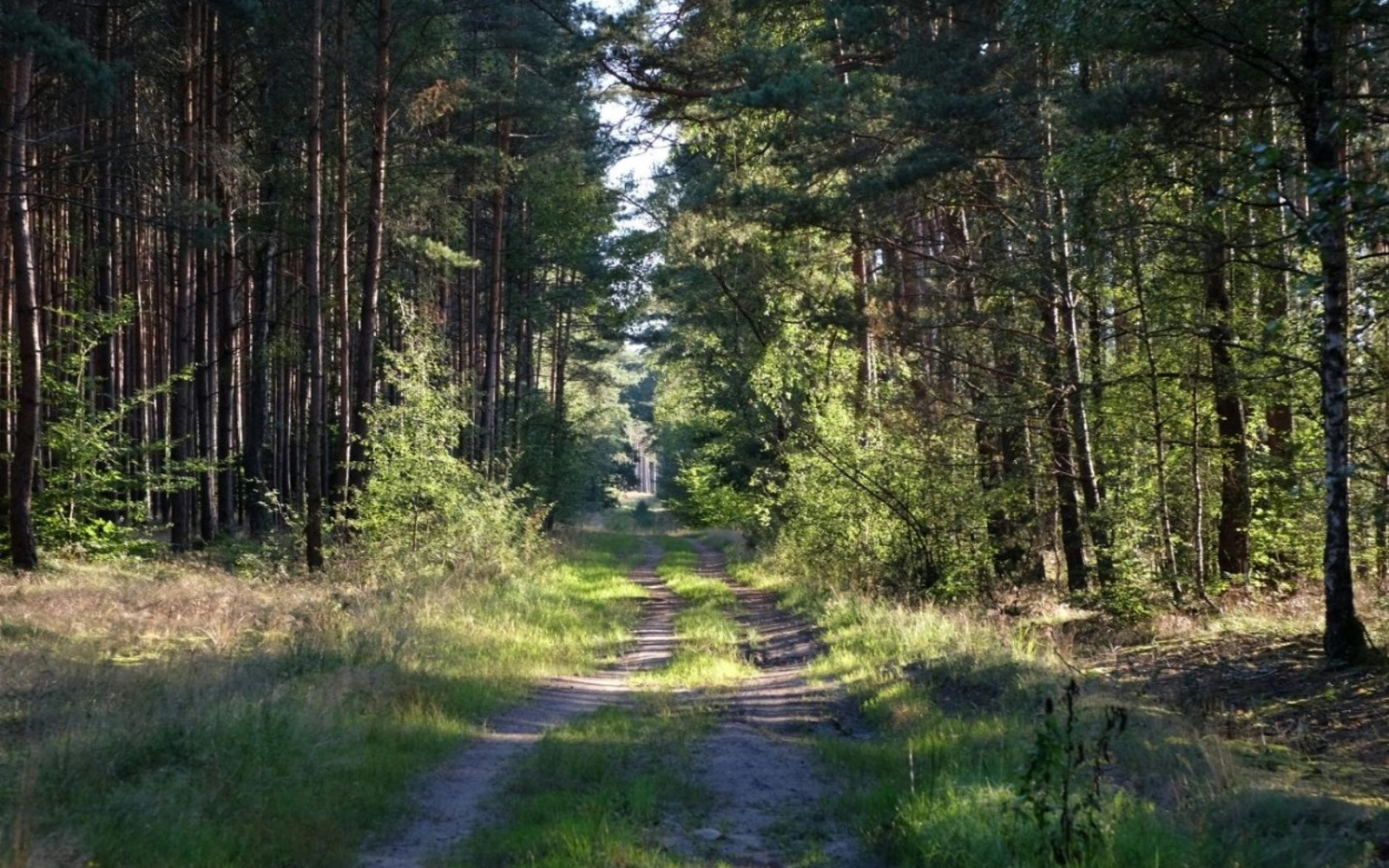 Woodland trail.