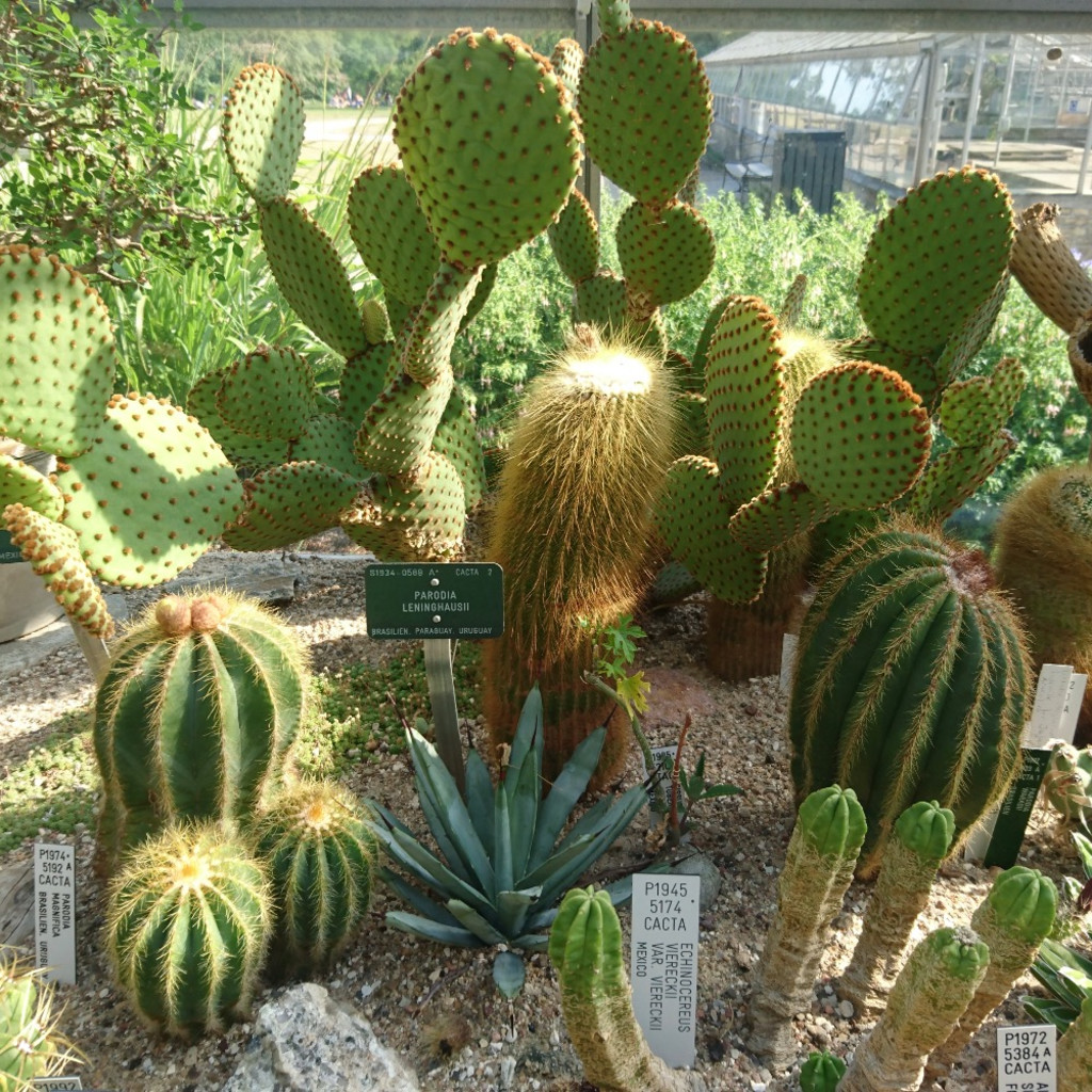 Cacti & Succulent Terrarium Workshop