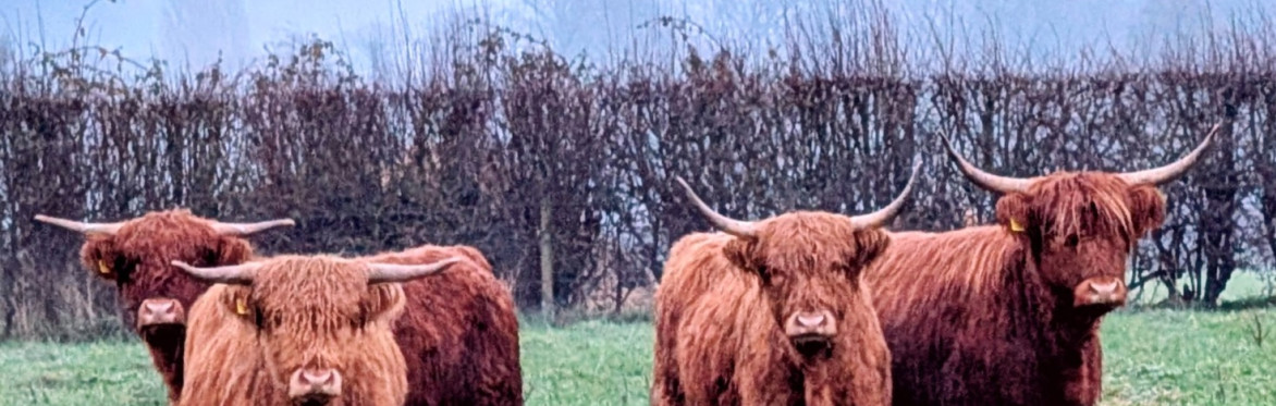 Highland Cow Spring Trail