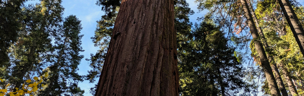 Redwoods Expedition 2027