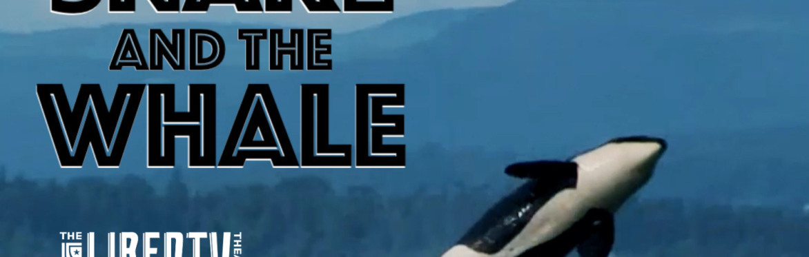 The Snake and the Whale