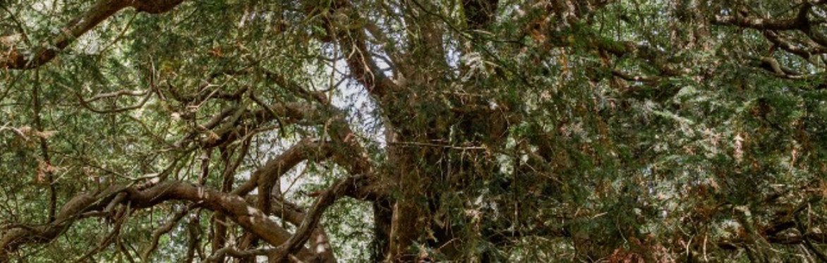 Earth & Eye Festival: Nature Heals