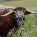 £65 Hepple Wilds Voucher image