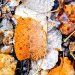 £10 Gift Voucher image