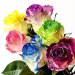 White Rose 3 Stem Glitter Rainbow - RANDOMLY ASSORTED image