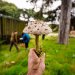Mushroom Identification Course 2026 E-Voucher image