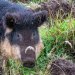 £30 Hepple Wilds Voucher image