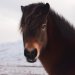 £100 Hepple Wilds Voucher image